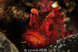 Largescaled Scorpionfish. by Levent Albas 